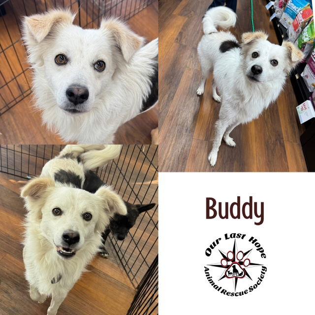 Enlarge Buddy, a Adoptable mixed breed in Princeton, BC image 1/1