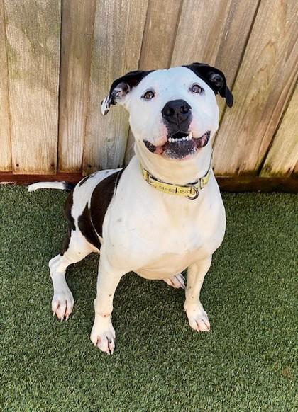 Moo, a Adoptable mixed breed in Eugene, OR image 4/6