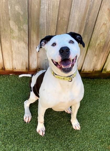 Moo, a Adoptable mixed breed in Eugene, OR image 5/6