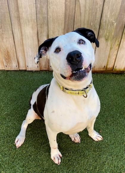 Moo, a Adoptable mixed breed in Eugene, OR image 6/6