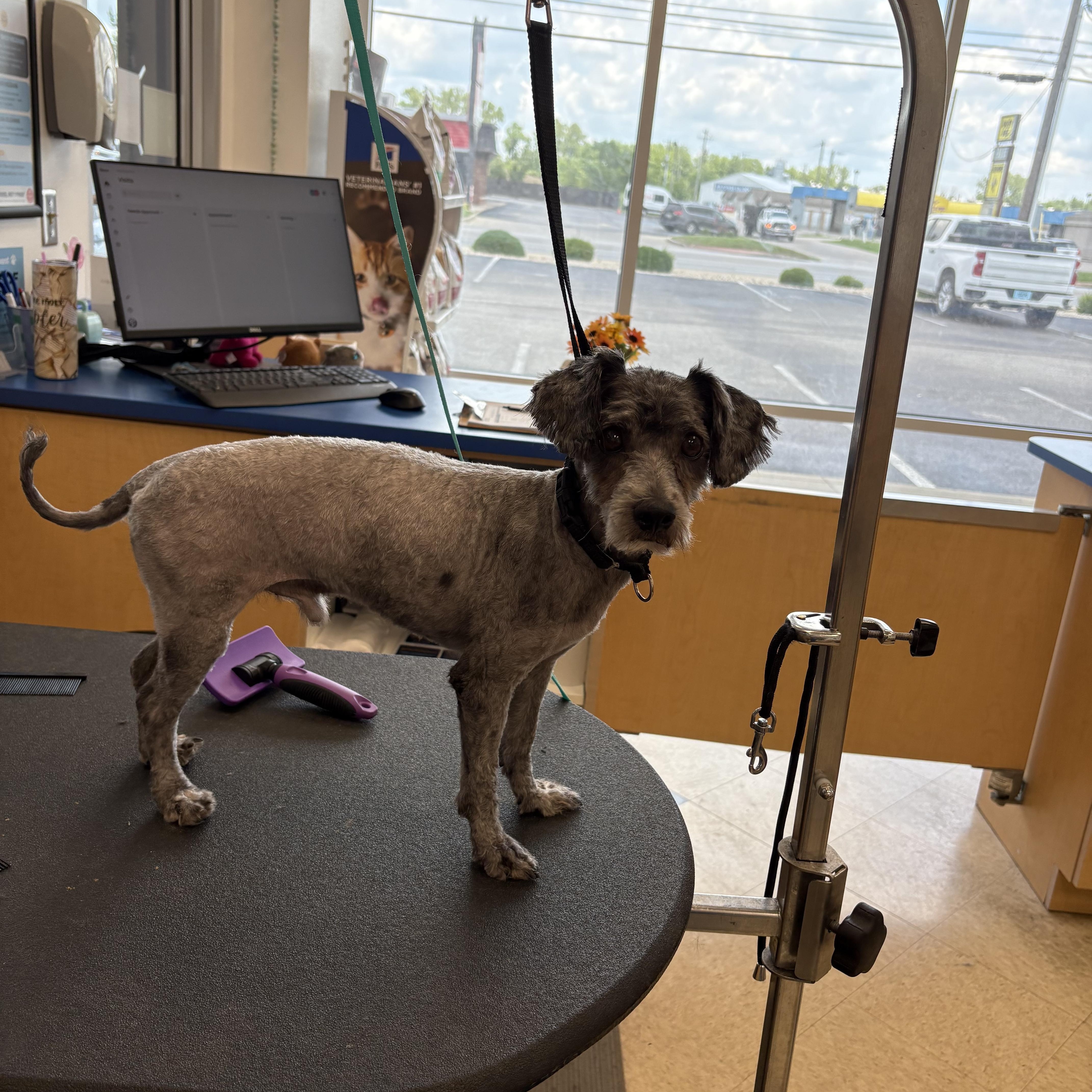 Sparky, an adoptable Affenpinscher in Brownstown, IN, 47220 | Photo Image 4