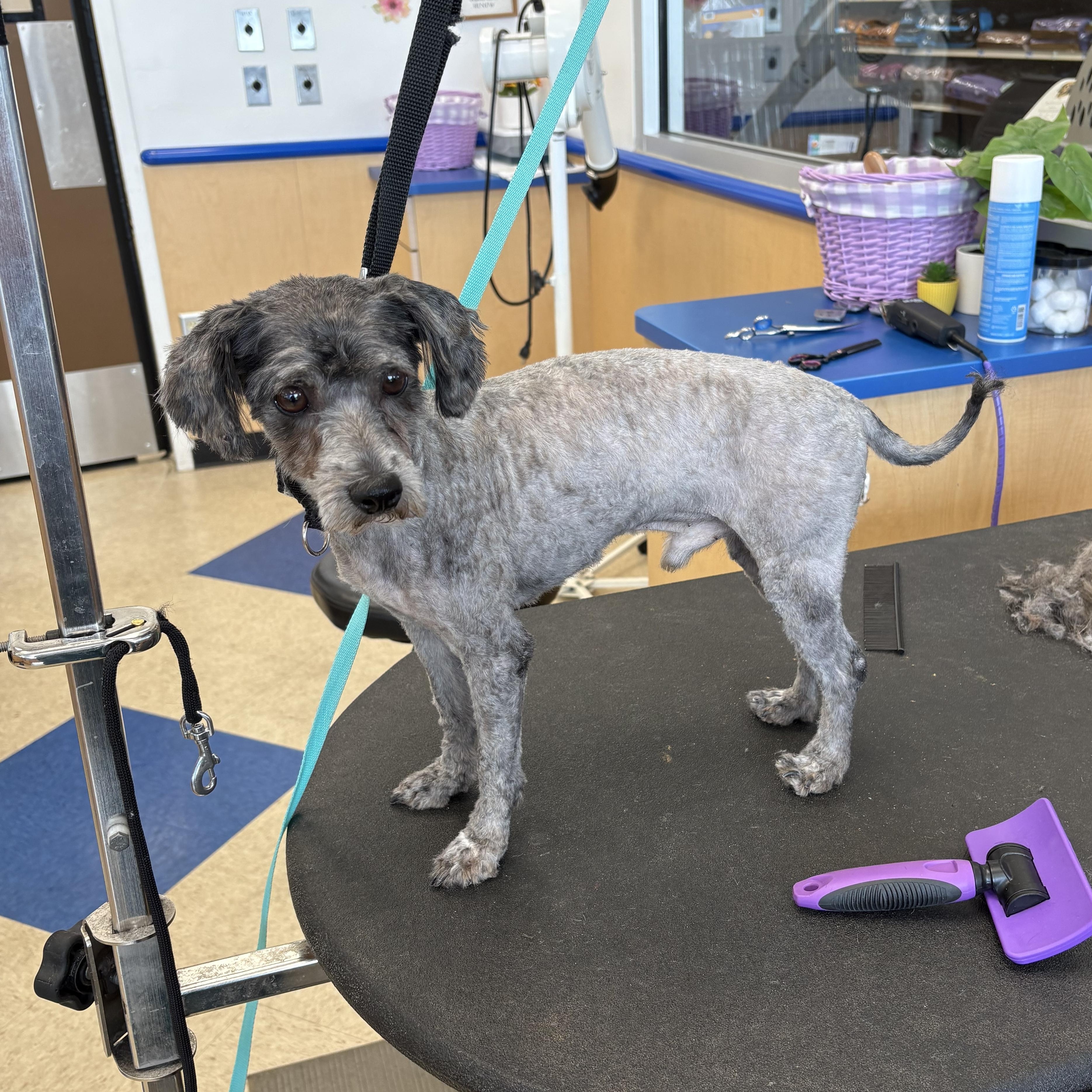 Sparky, an adoptable Affenpinscher in Brownstown, IN, 47220 | Photo Image 3