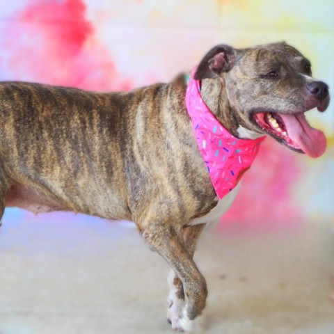 Maisy JH, an adoptable Pit Bull Terrier in Seattle, WA, 98106 | Photo Image 6