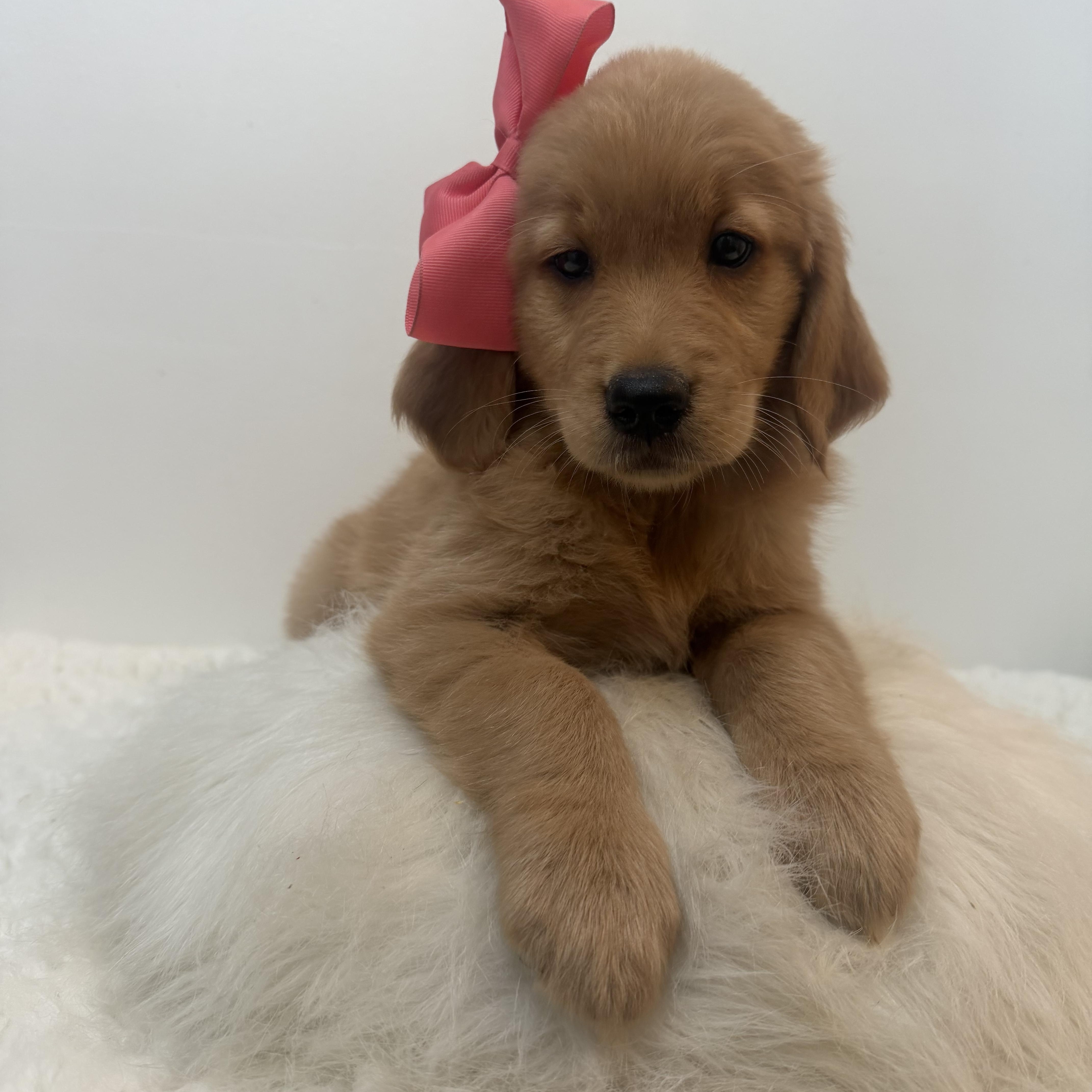 Felicity, a ADOPTABLE Golden Retriever in Wrightstown, NJ image 2/5
