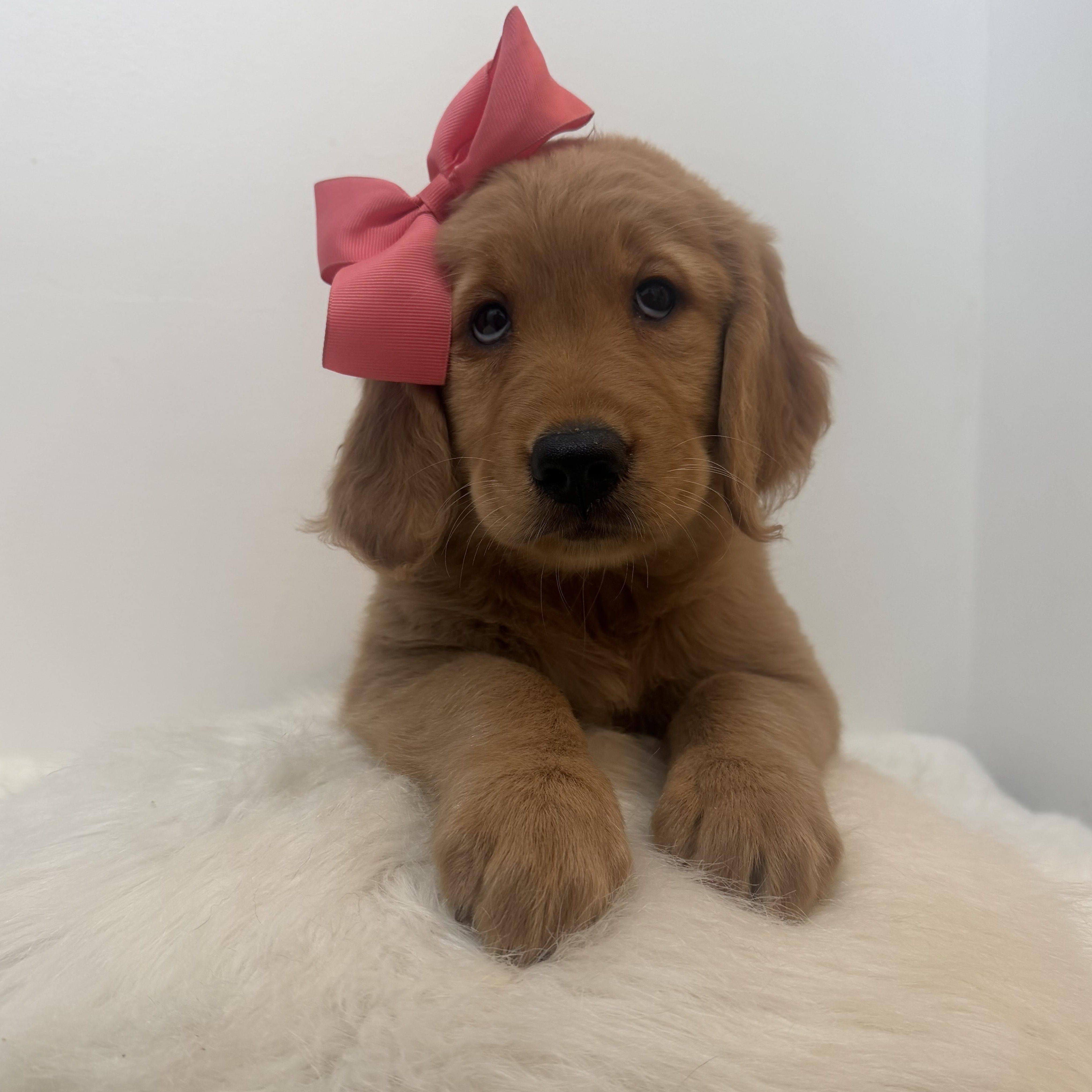 Felicity, ADOPTABLE, Puppy Female Golden Retriever.