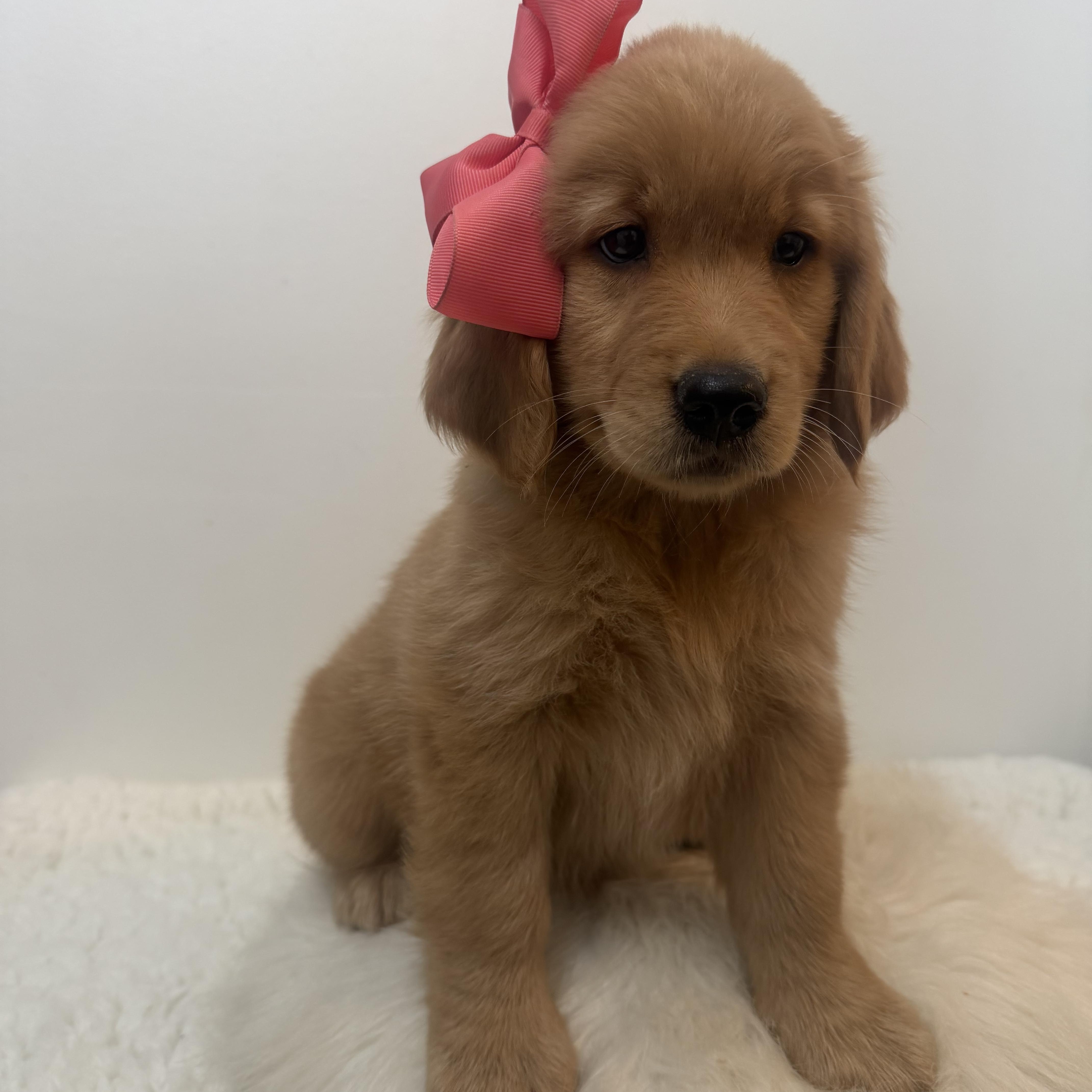 Felicity, a ADOPTABLE Golden Retriever in Wrightstown, NJ image 3/5