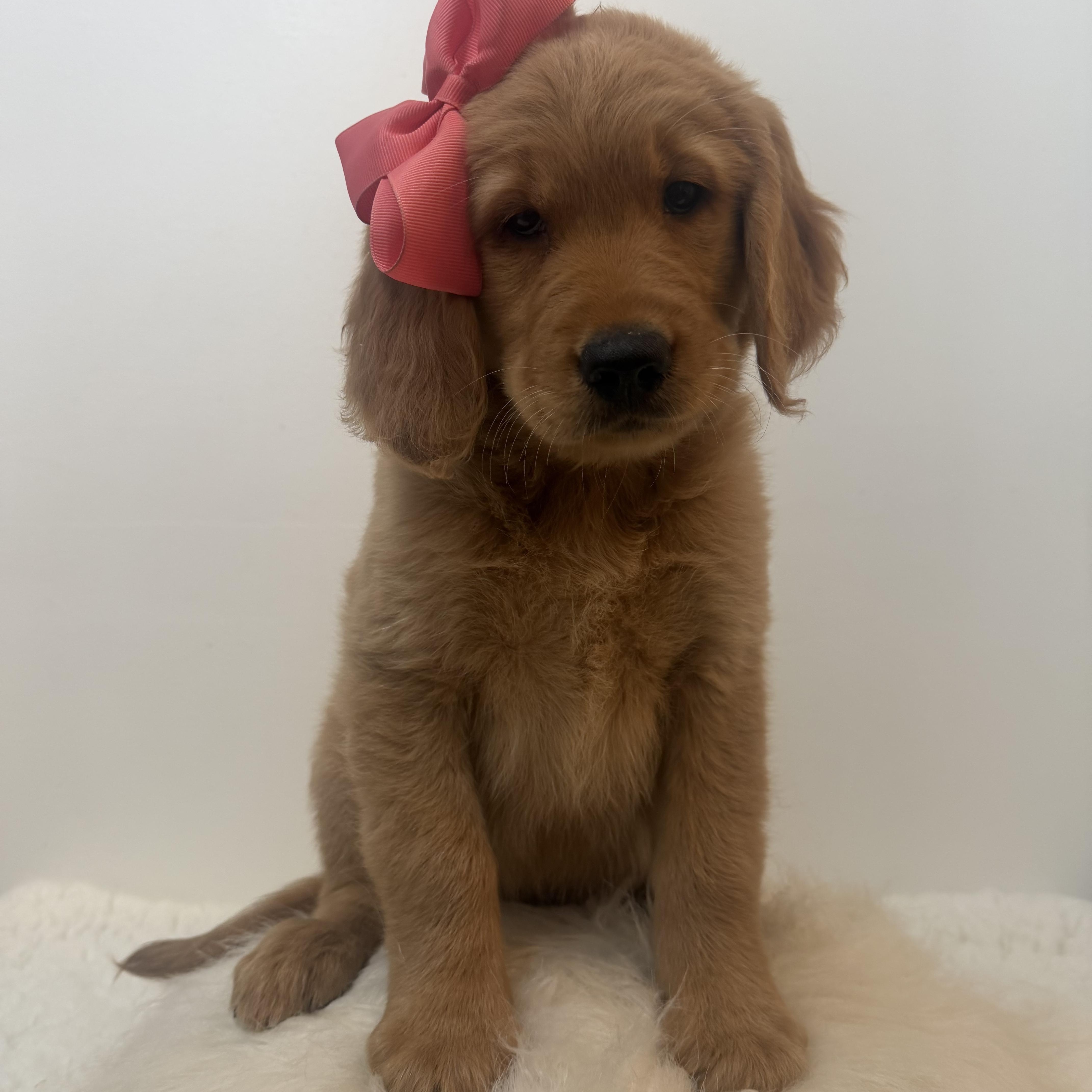 Felicity, a ADOPTABLE Golden Retriever in Wrightstown, NJ image 5/5