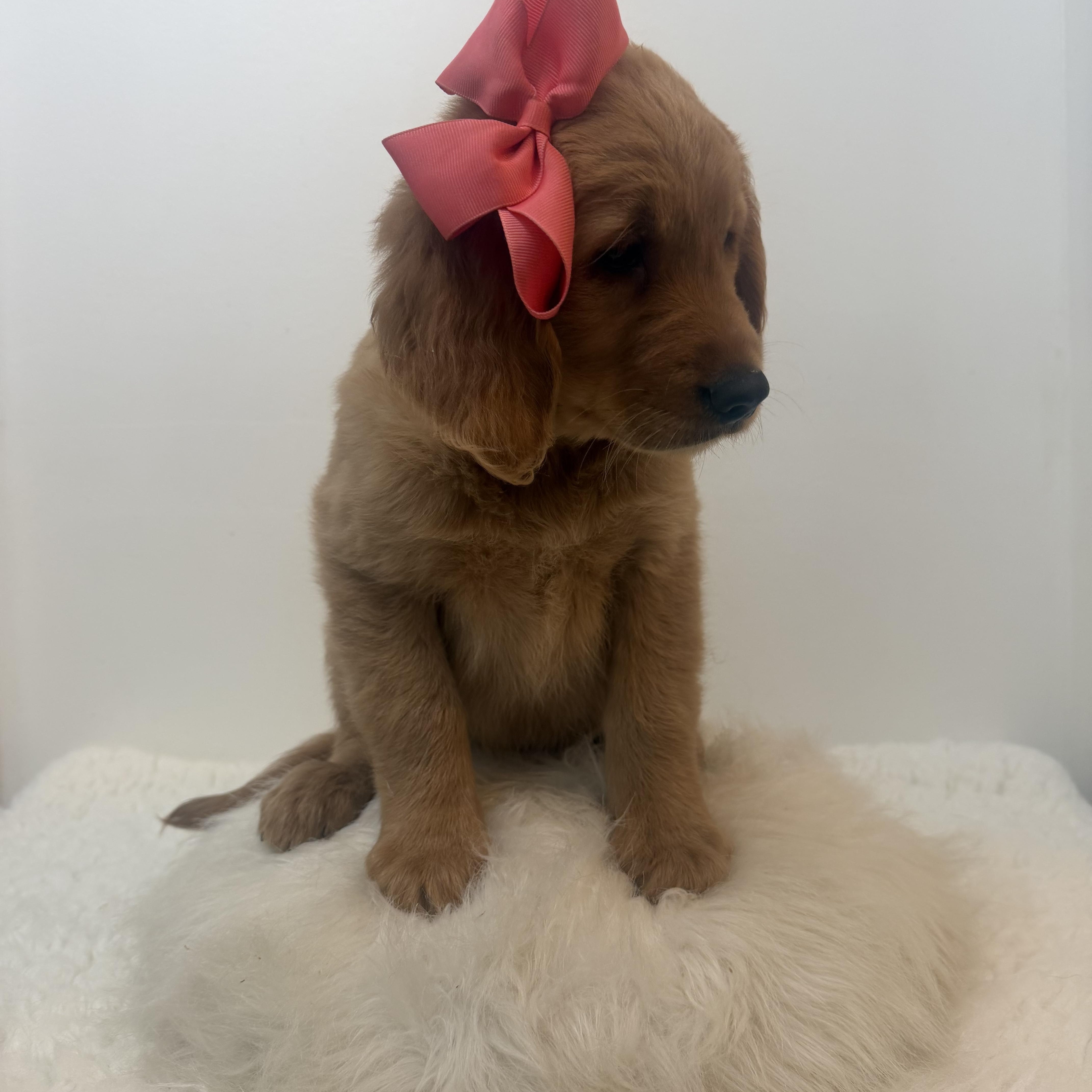 Felicity, a ADOPTABLE Golden Retriever in Wrightstown, NJ image 4/5
