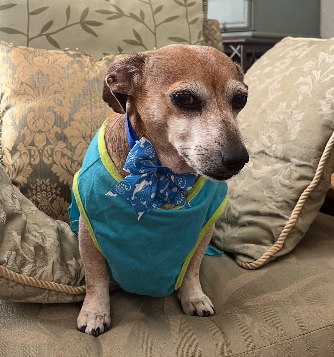 Murphy, Adoptable, Senior Male Dachshund.