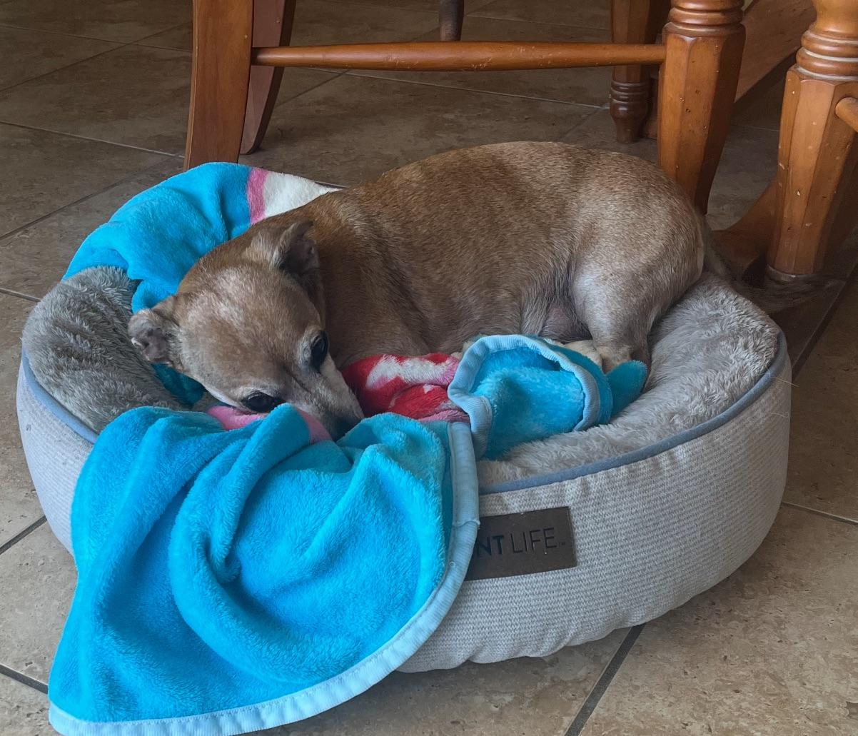 Murphy, a Adoptable mixed breed in Fort Myers, FL image 2/5