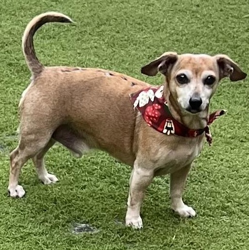 Murphy, a Adoptable mixed breed in Fort Myers, FL image 2/2