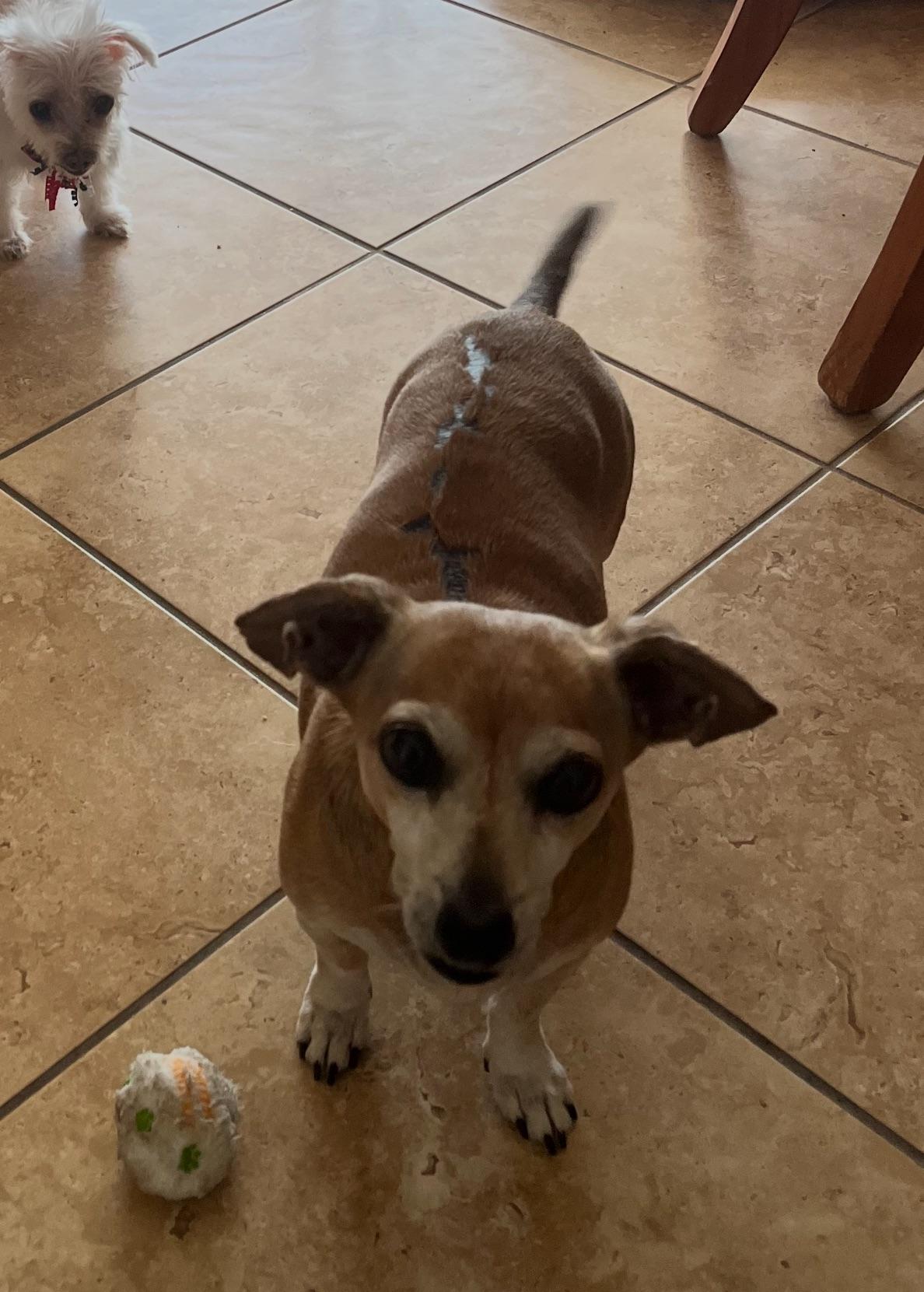 Murphy, a Adoptable mixed breed in Fort Myers, FL image 4/5