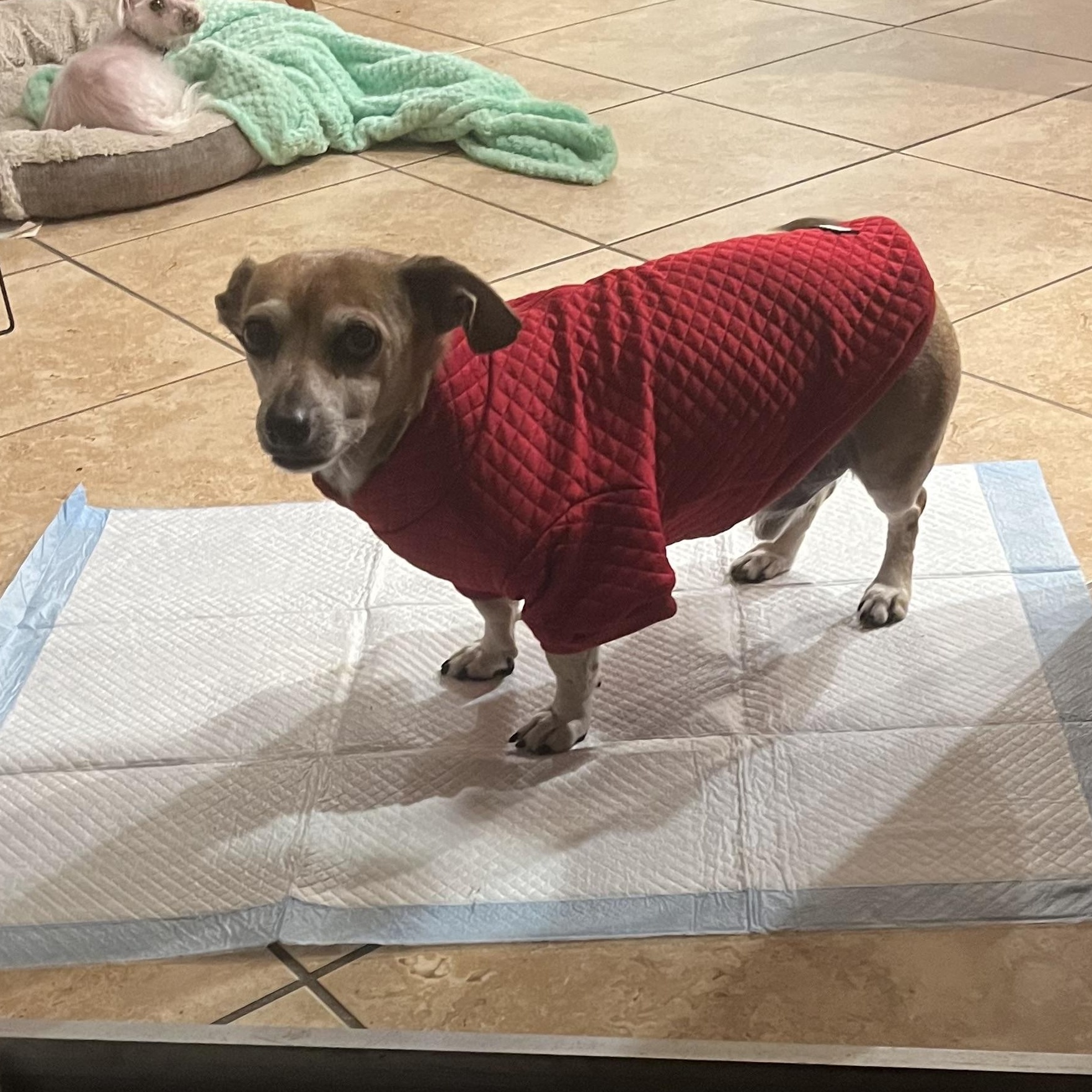 Murphy, a Adoptable mixed breed in Fort Myers, FL image 5/5