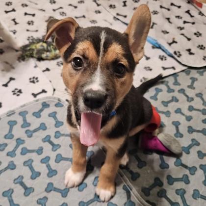 Thryallis, a Adoptable mixed breed in San Francisco, CA image 1/3