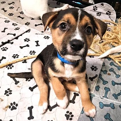 Thryallis, a Adoptable mixed breed in San Francisco, CA image 2/3