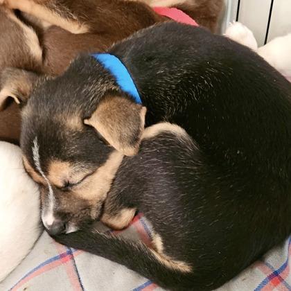 Thryallis, a Adoptable mixed breed in San Francisco, CA image 3/3