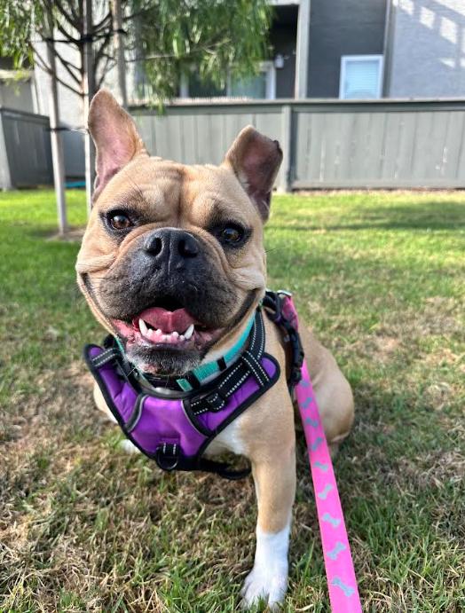 Enlarge Bailey, a Adopted mixed breed in Chula Vista, CA image 1/3