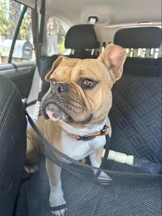 Enlarge Bailey, a Adopted mixed breed in Chula Vista, CA image 2/3