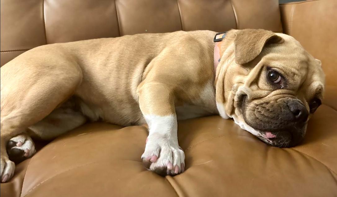 Enlarge Bailey, a Adopted mixed breed in Chula Vista, CA image 3/3