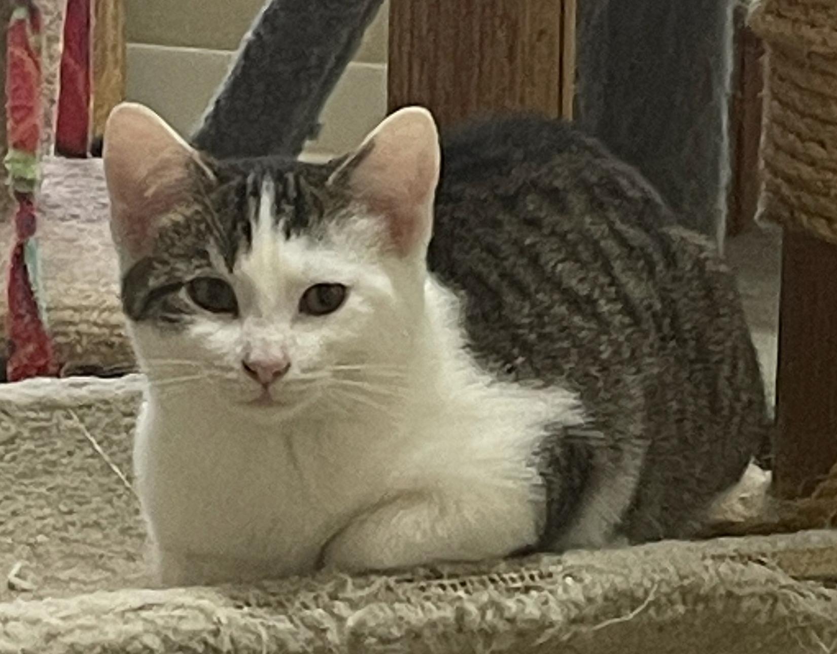 Vince, an adoptable Domestic Short Hair in Neillsville, WI image 1/6