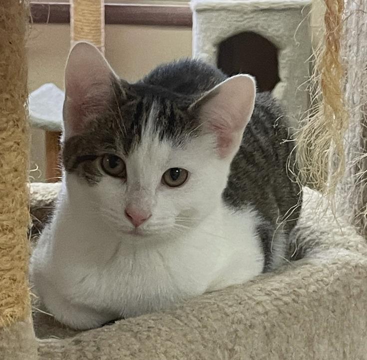 Vince, an adoptable Domestic Short Hair in Neillsville, WI image 4/6