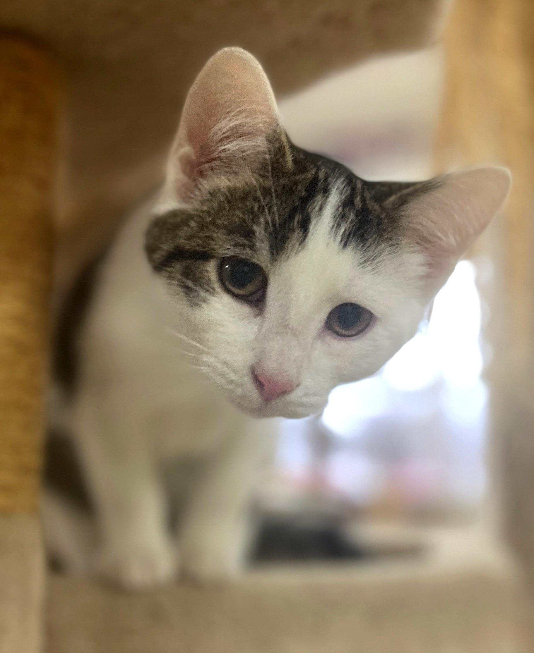 Vince, an adoptable Domestic Short Hair in Neillsville, WI image 5/6