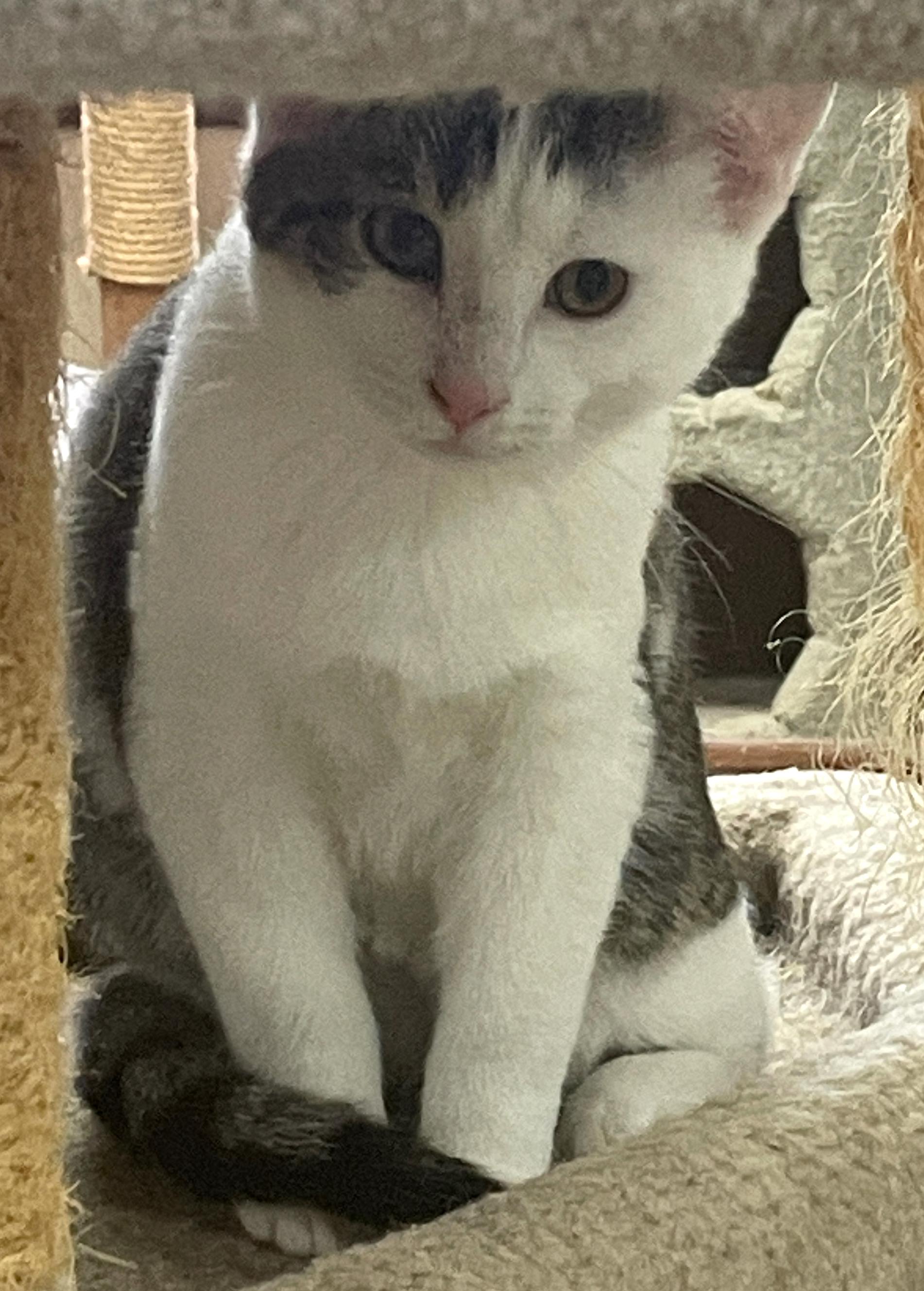 Vince, an adoptable Domestic Short Hair in Neillsville, WI image 6/6