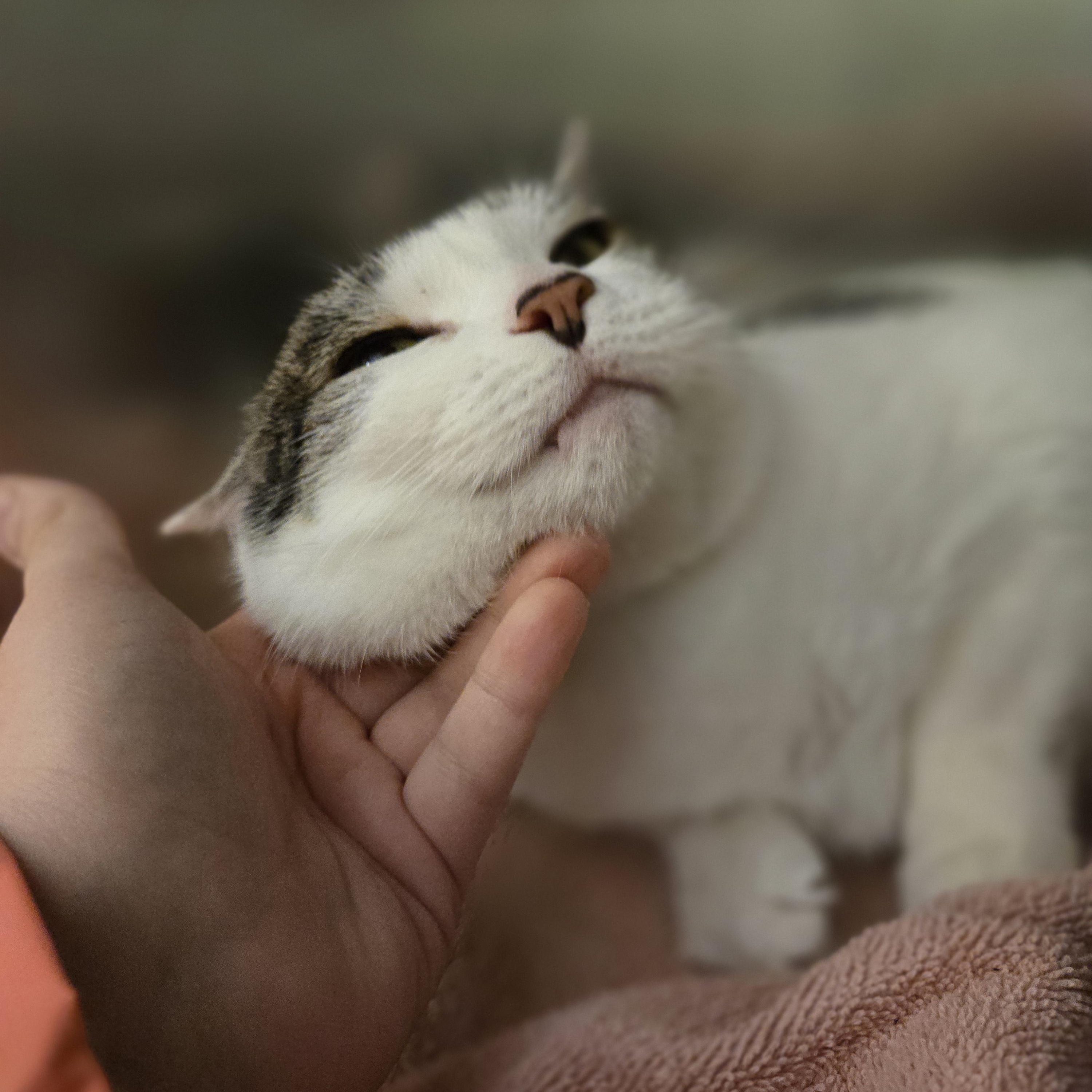 Enlarge Lucy, a ADOPTABLE Domestic Short Hair in Paris, ME image 2/3