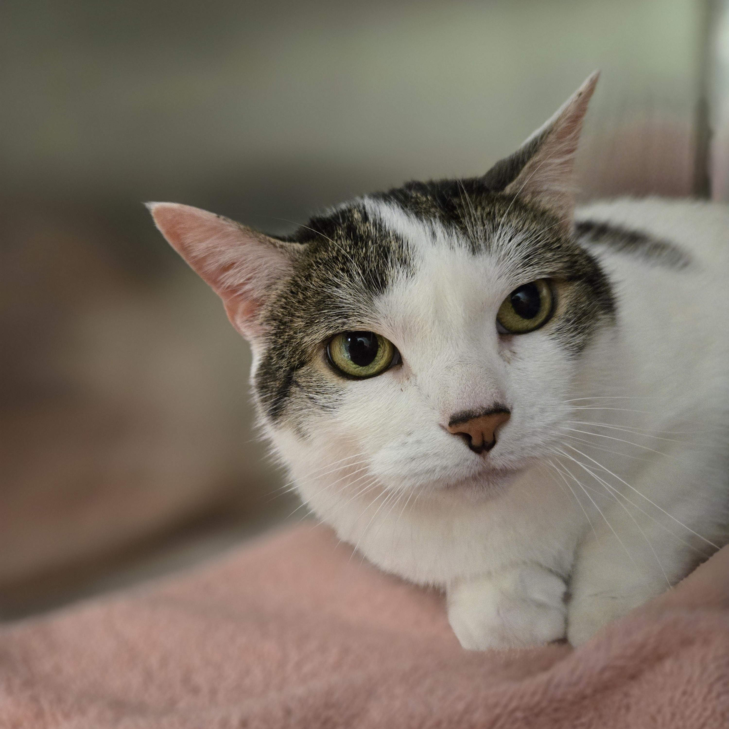 Lucy, ADOPTABLE, Adult Female Domestic Short Hair.