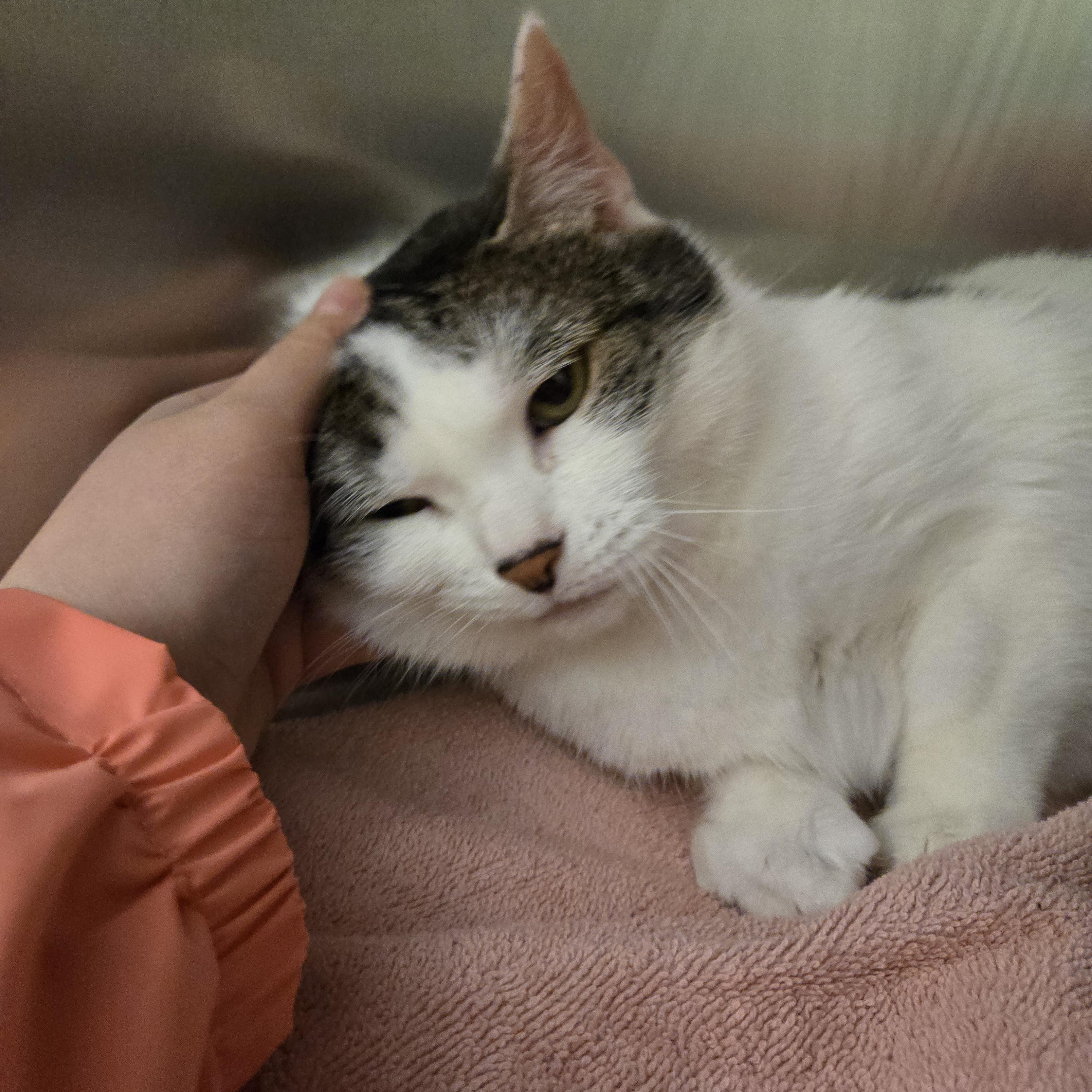 Enlarge Lucy, a ADOPTABLE Domestic Short Hair in Paris, ME image 3/3