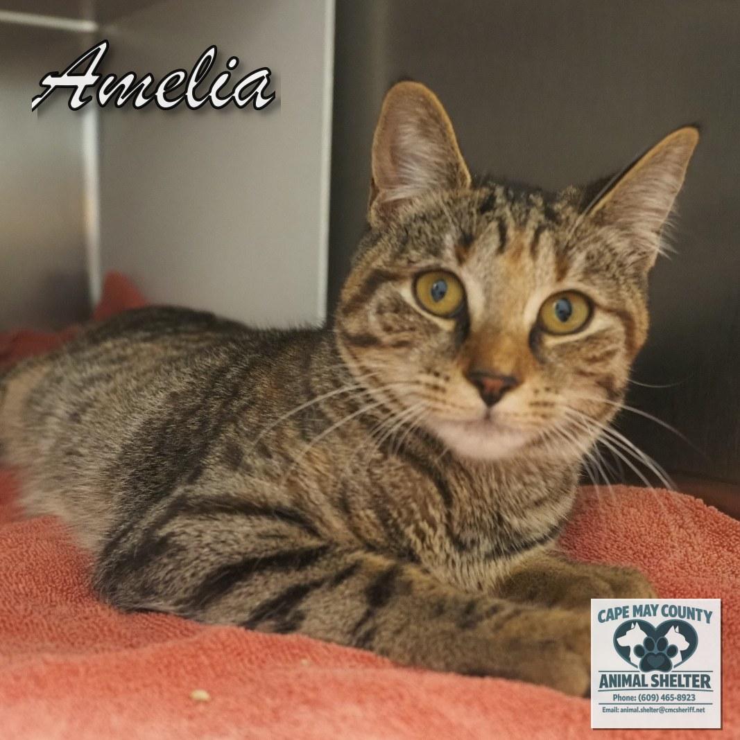 Enlarge Amelia, an adopted Domestic Short Hair in Cape May Court House, NJ image 1/3