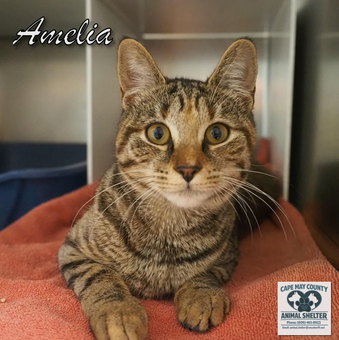 Enlarge Amelia, an adopted Domestic Short Hair in Cape May Court House, NJ image 3/3