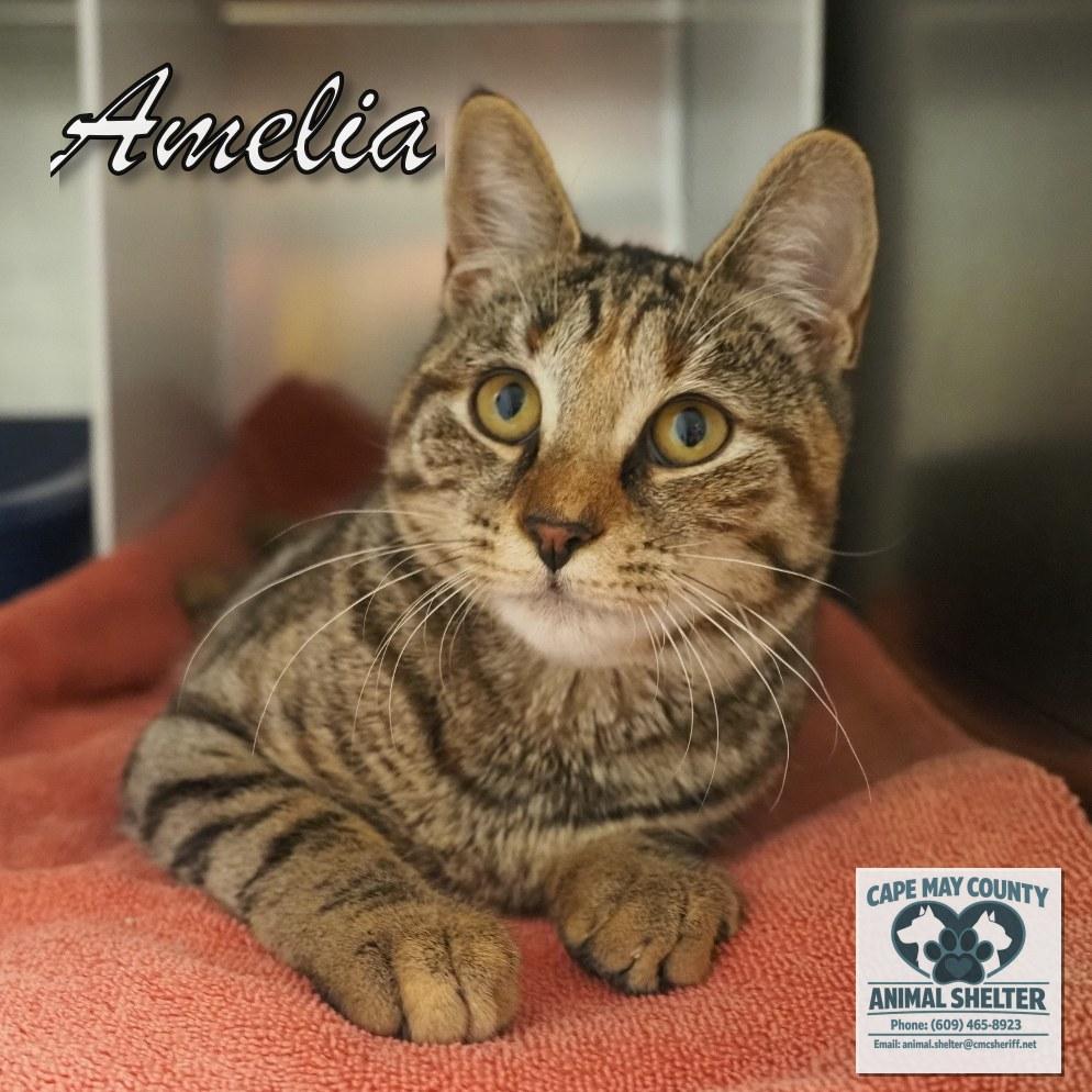 Enlarge Amelia, an adopted Domestic Short Hair in Cape May Court House, NJ image 2/3