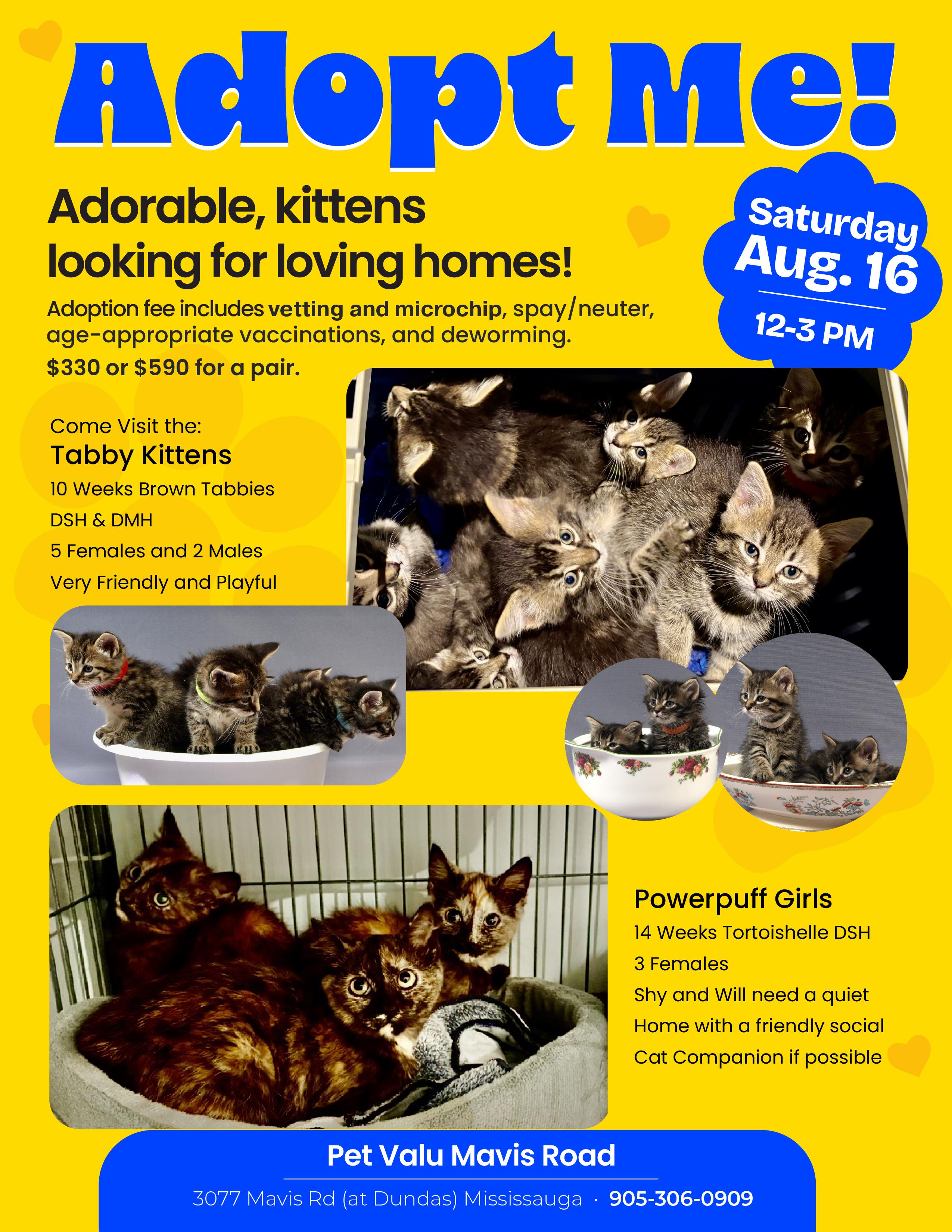 How Much are Cat Adoption Fees: Unveiling Costs