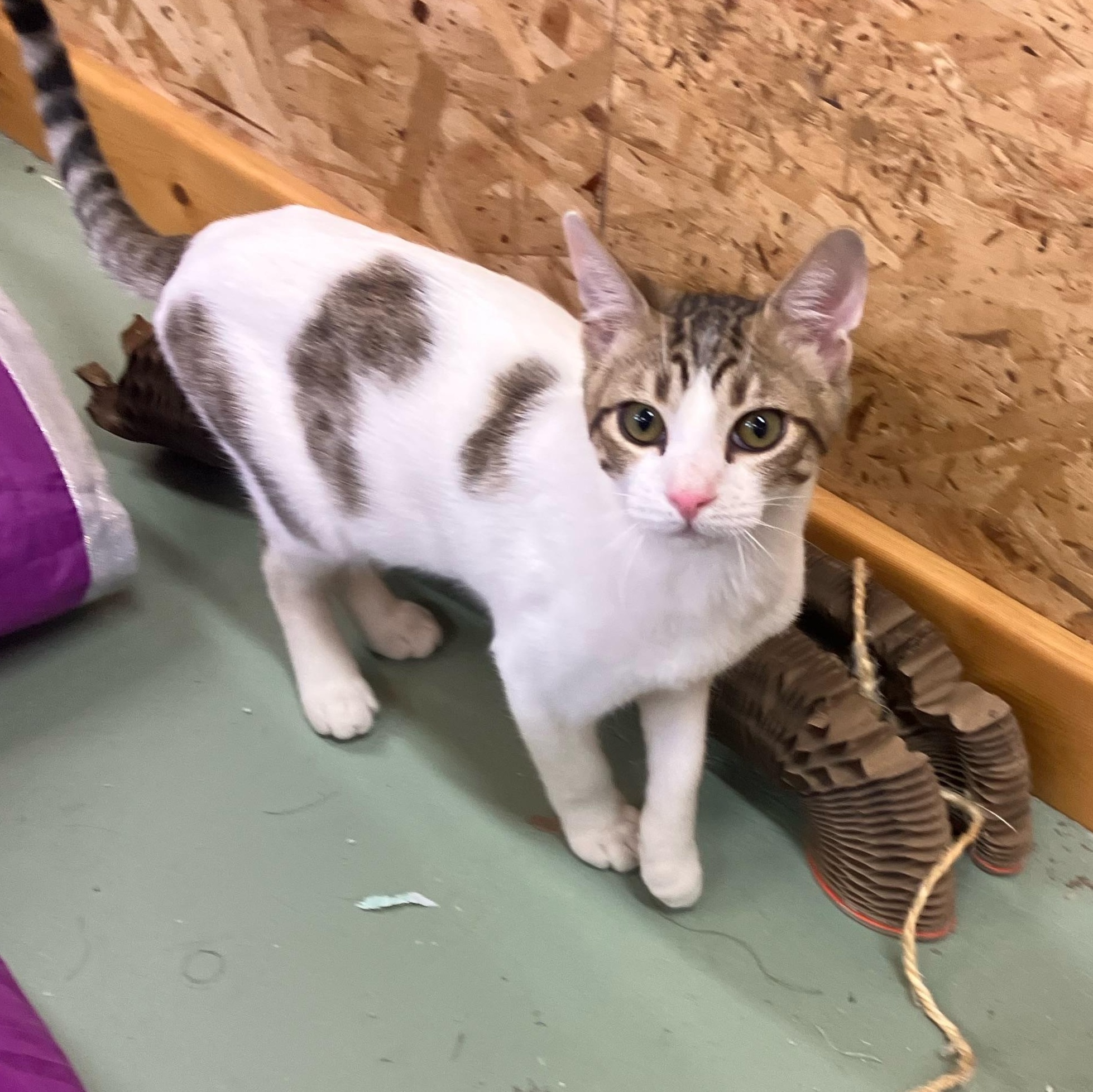 Enlarge Timmy, a Adoptable Domestic Short Hair in Portland, OR image 4/4
