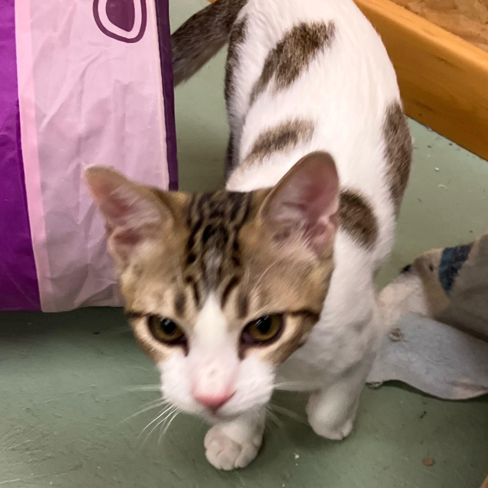 Enlarge Timmy, a Adoptable Domestic Short Hair in Portland, OR image 3/4