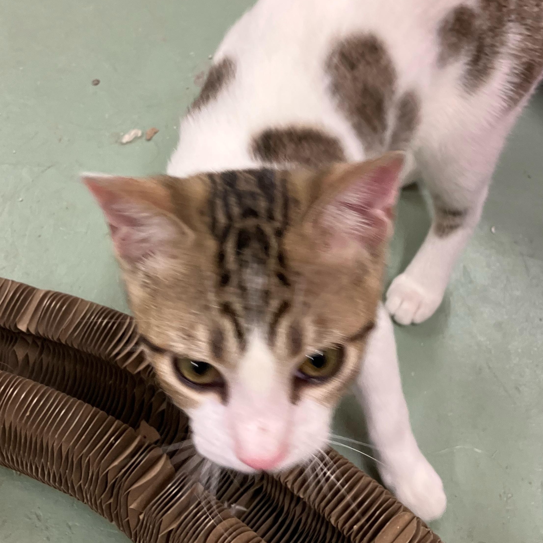 Enlarge Timmy, a Adoptable Domestic Short Hair in Portland, OR image 2/4