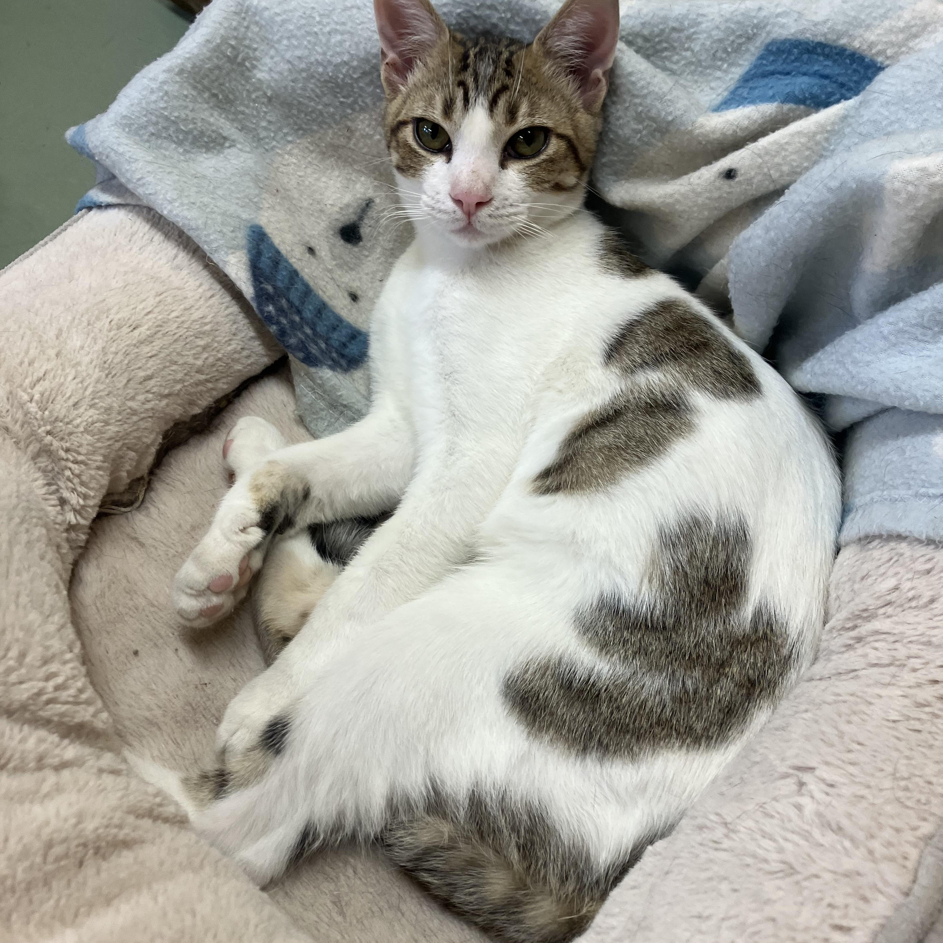 Timmy, Adoptable, Kitten Male Domestic Short Hair.