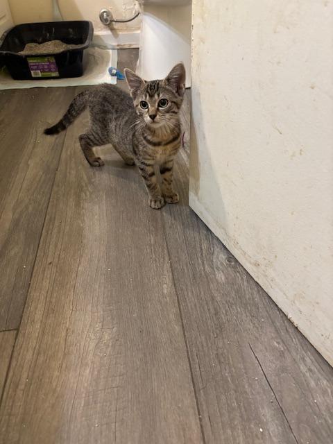 Enlarge Roo, a Adoptable mixed breed in Hartsville, SC image 1/3