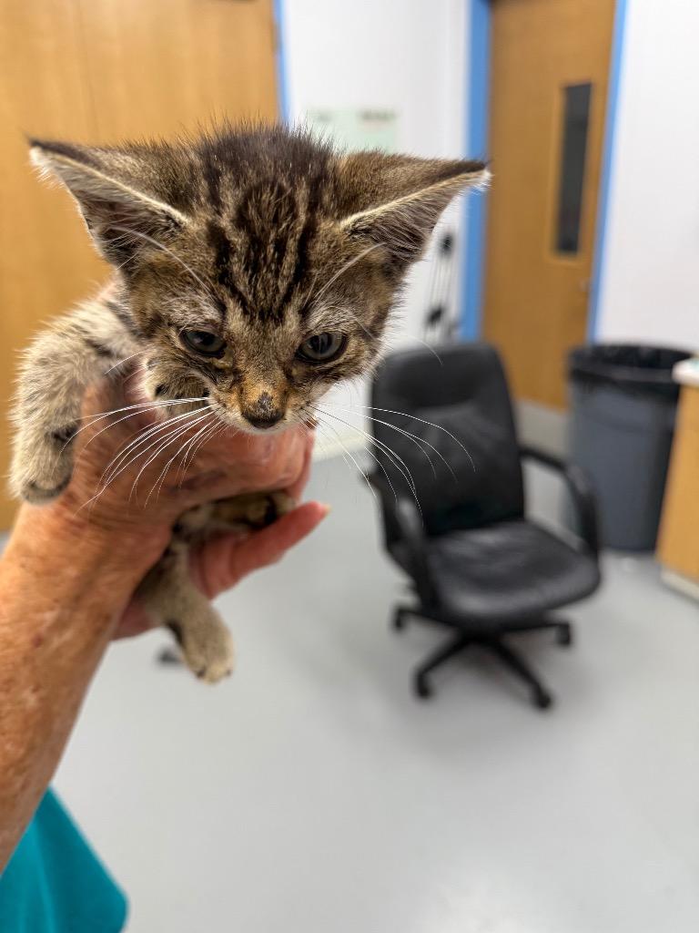 Enlarge Roo, a Adoptable mixed breed in Hartsville, SC image 2/3