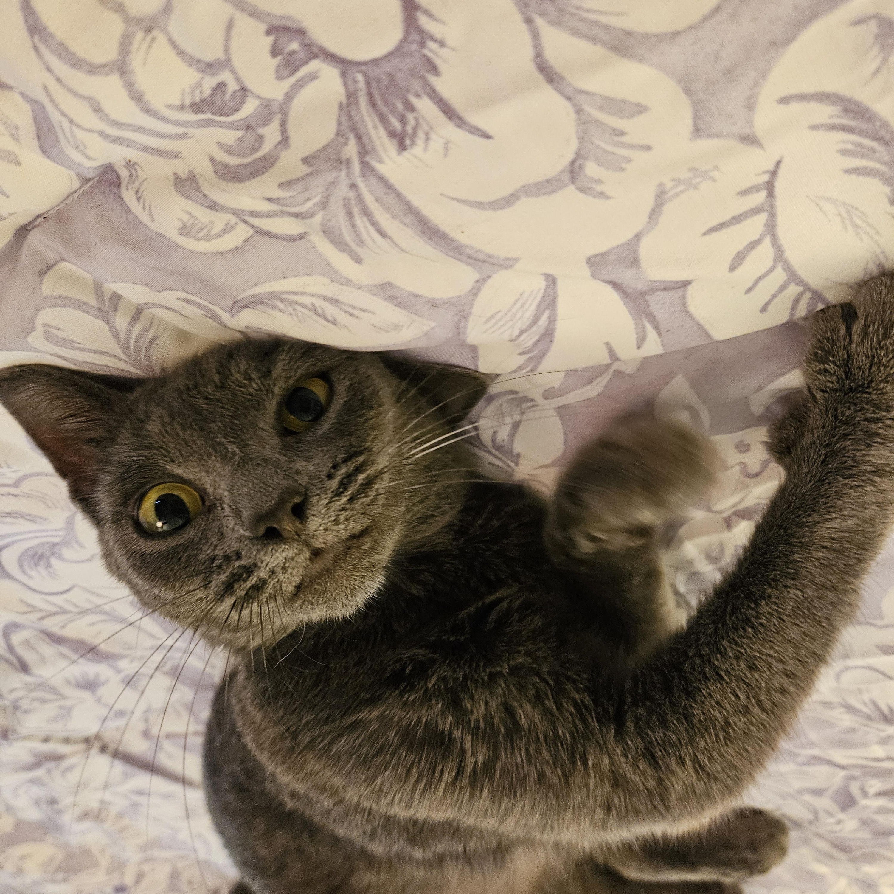 Enlarge Mouse, a Adopted mixed breed in Winchester, KY image 1/5