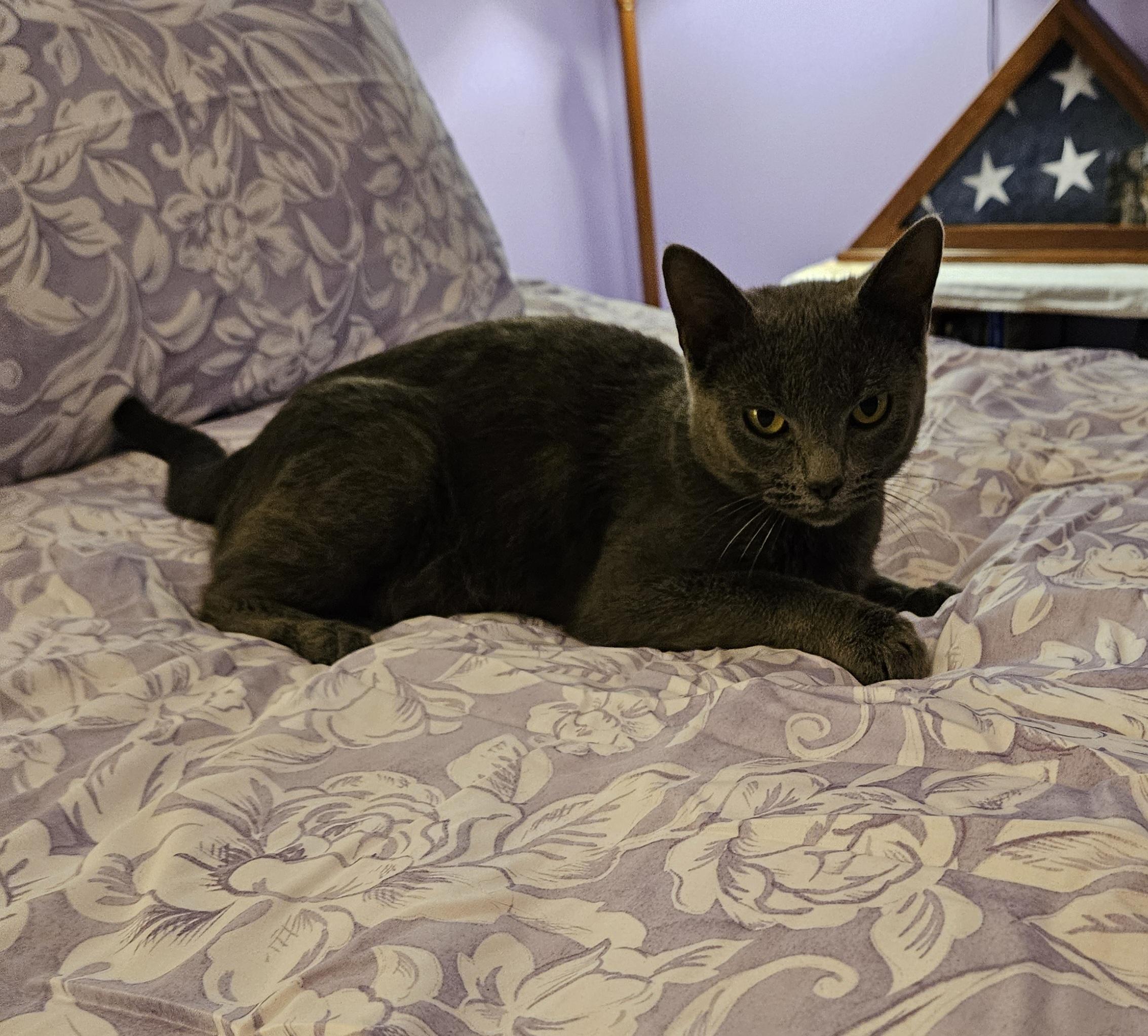 Enlarge Mouse, a Adopted mixed breed in Winchester, KY image 2/5