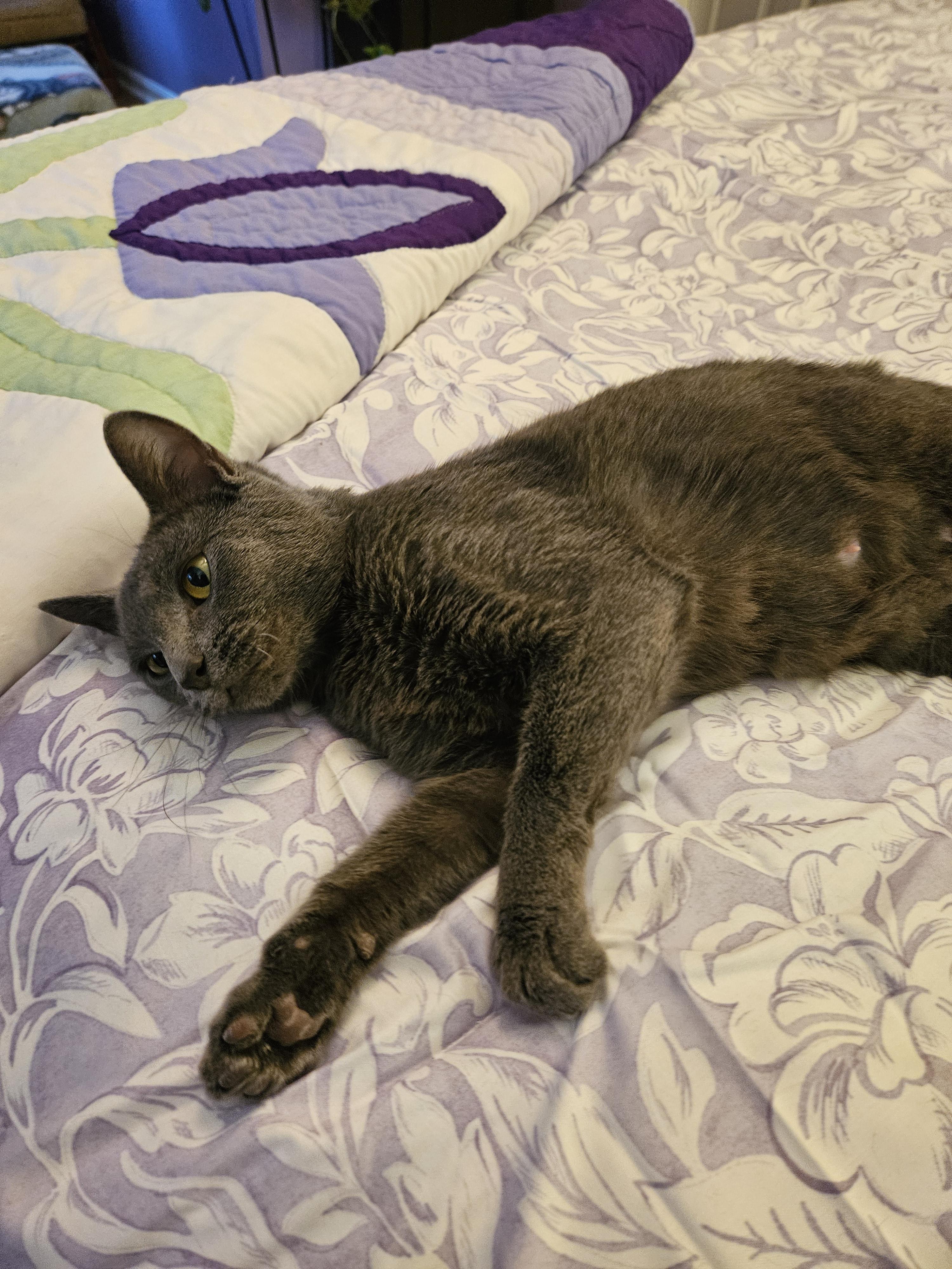 Enlarge Mouse, a Adopted mixed breed in Winchester, KY image 3/5