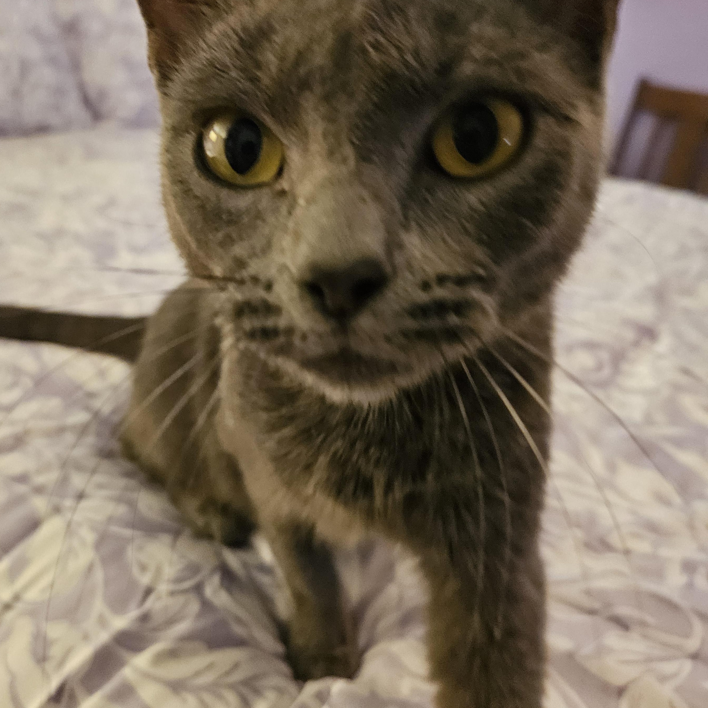 Enlarge Mouse, a Adopted mixed breed in Winchester, KY image 4/5