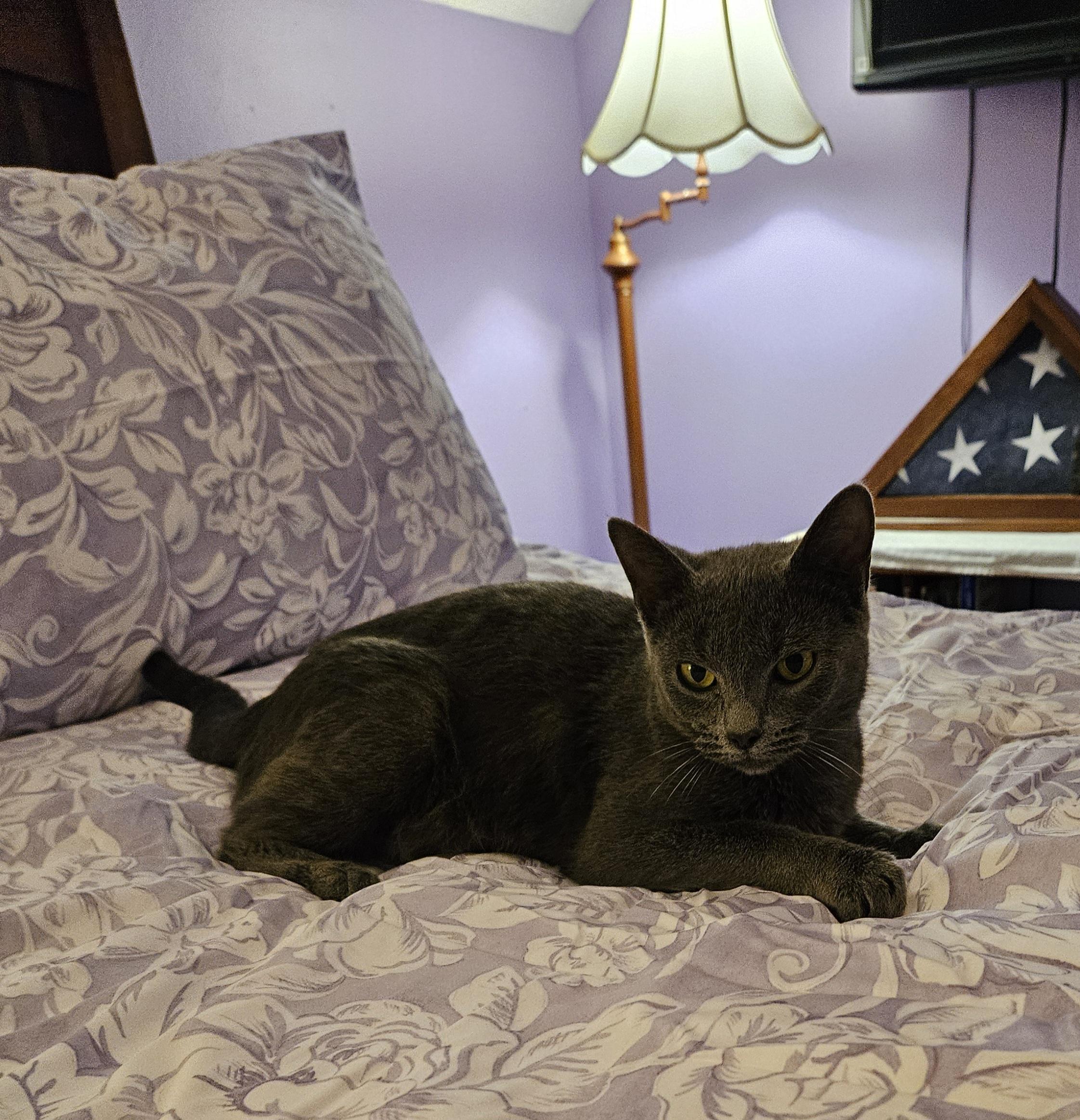 Enlarge Mouse, a Adopted mixed breed in Winchester, KY image 5/5