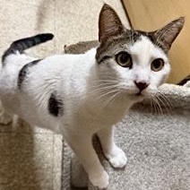 LEO L ( & brother OLIVER L), adopted, Young Male American Shorthair & Tabby.
