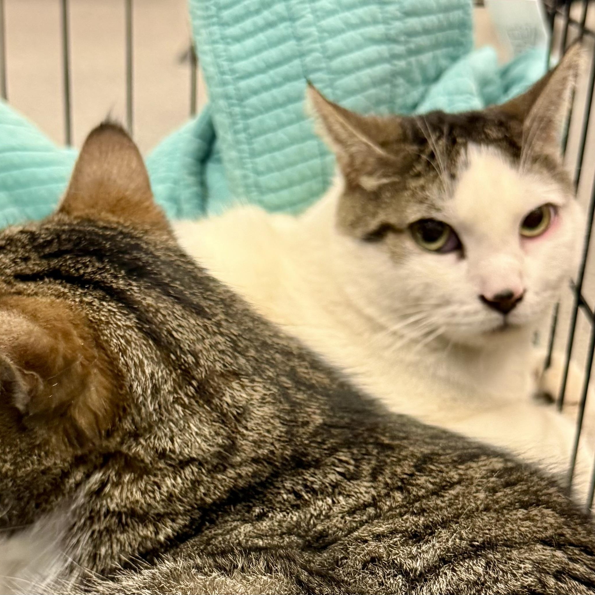 Enlarge LEO L ( & brother OLIVER L), an adopted mixed breed in Yonkers, NY image 3/4
