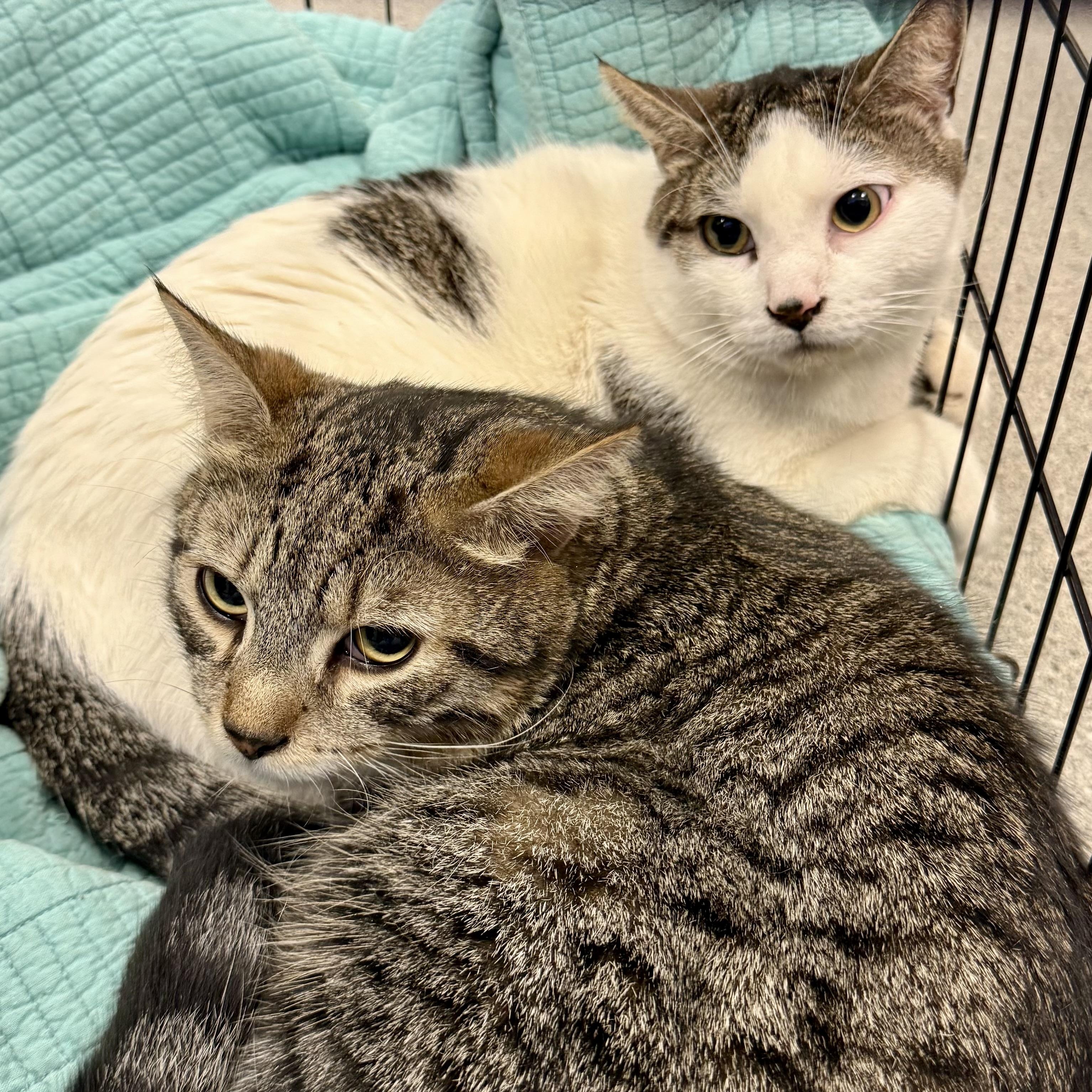 Enlarge LEO L ( & brother OLIVER L), an adopted mixed breed in Yonkers, NY image 2/4