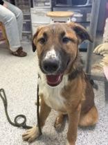 Tex, an adopted Rough Collie in Potsdam, NY image 2/4