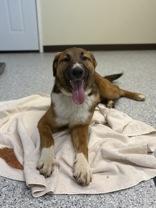 Tex, an adopted Rough Collie in Potsdam, NY image 3/4